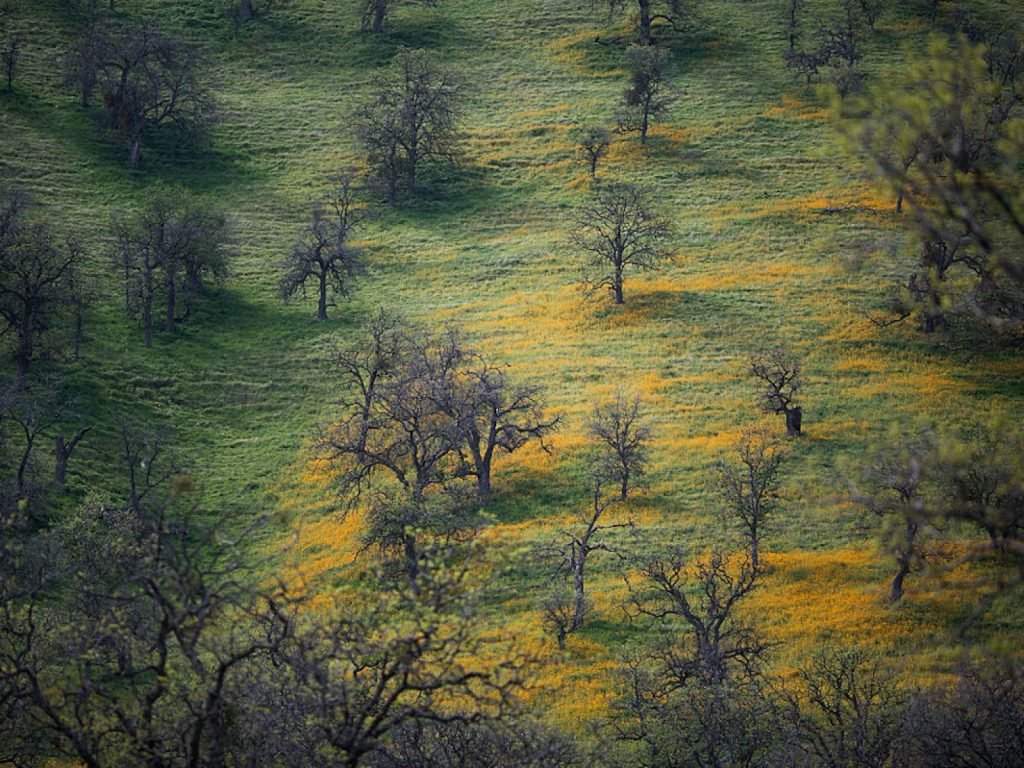 Pohon California Sedang Sekarat dan Tidak Akan Kembali