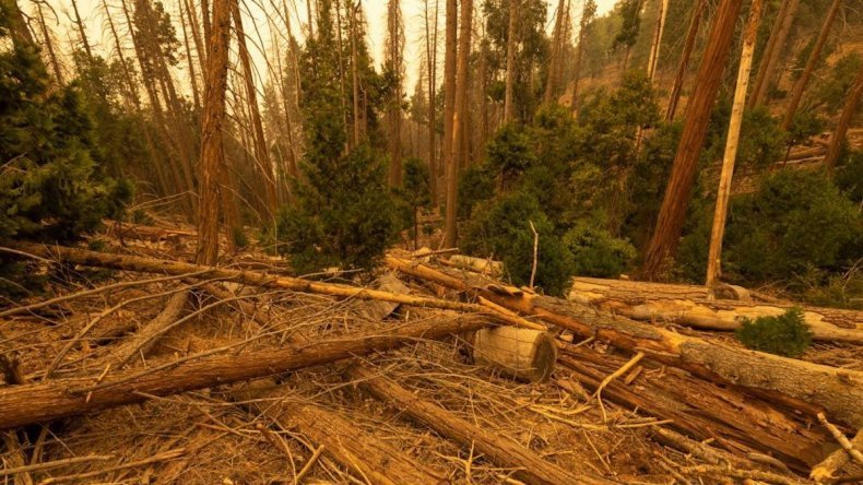 Pohon California Sedang Sekarat dan Tidak Akan Kembali