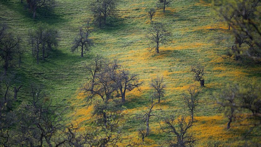 Pohon California Sedang Sekarat dan Tidak Akan Kembali