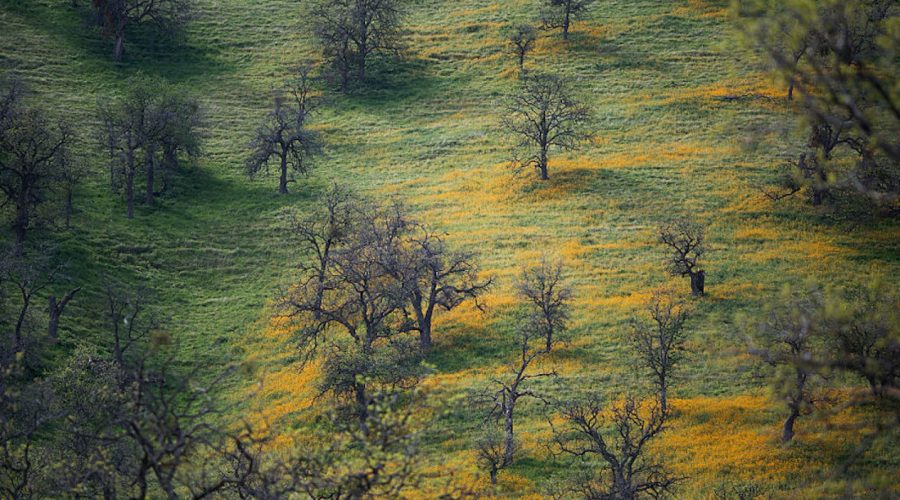 Pohon California Sedang Sekarat dan Tidak Akan Kembali