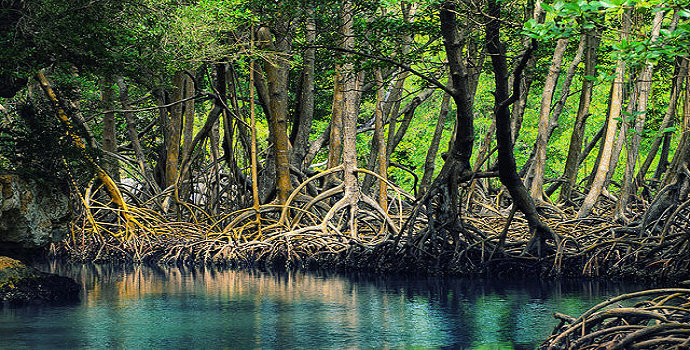 Ekologi Hutan Mangrove, Kehidupan di Antara Akar yang Meliuk