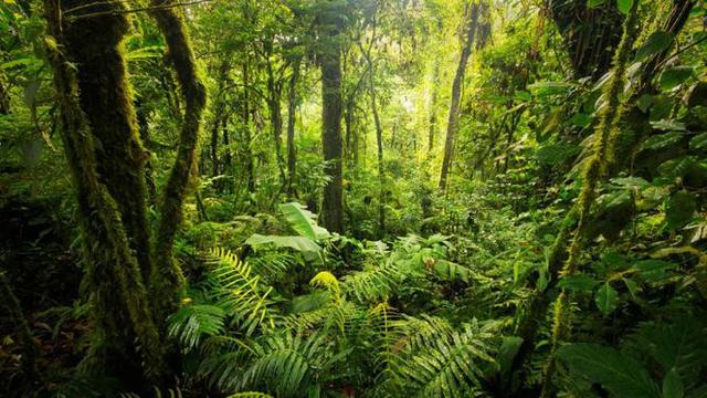 Keindahan dan Keterkaitan dalam Ekologi Hutan Hujan Tropis