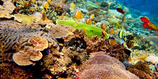 Kekayaan dan Keterancaman Ekologi Terumbu Laut 