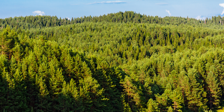 Menyelami Kekayaan dan Keterancaman Ekologi Hutan Boreal